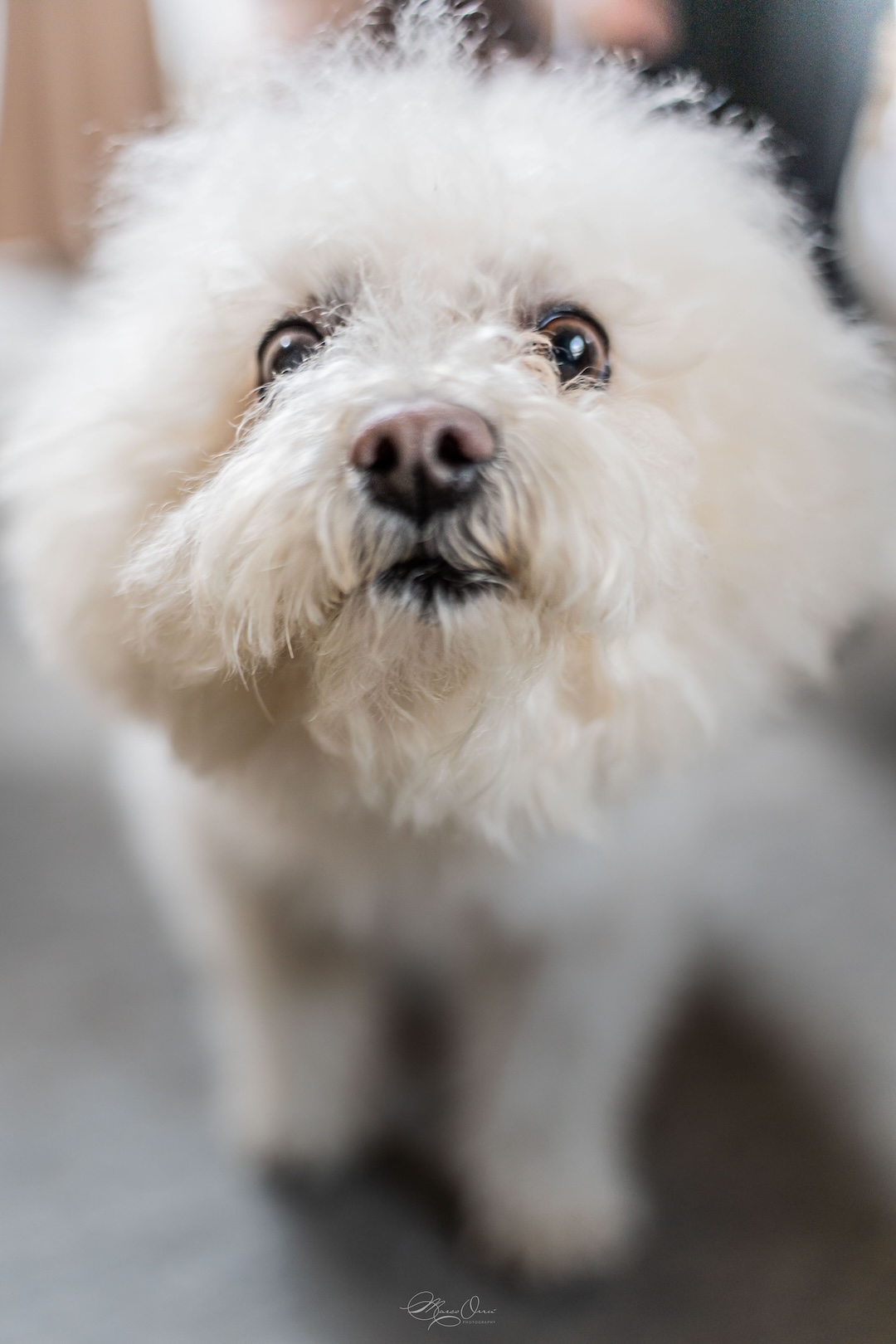 dog-getting-ready-wedding-photography-torino